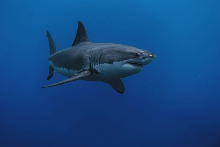 National Geographic Documents Unprecedented Great White Predation Behavior