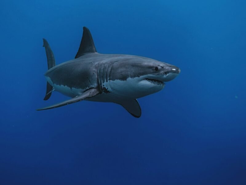 National Geographic Documents Unprecedented Great White Predation Behavior