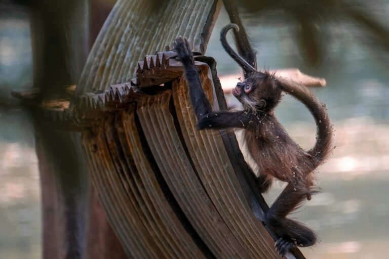 Nikon Comedy Wildlife Awards: The Funniest Nature Photography Finalists