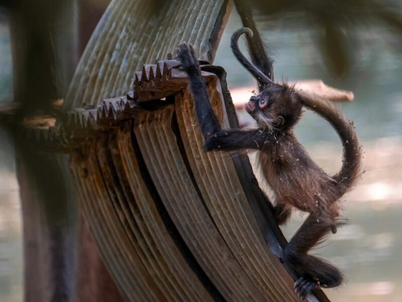 Nikon Comedy Wildlife Awards: The Funniest Nature Photography Finalists