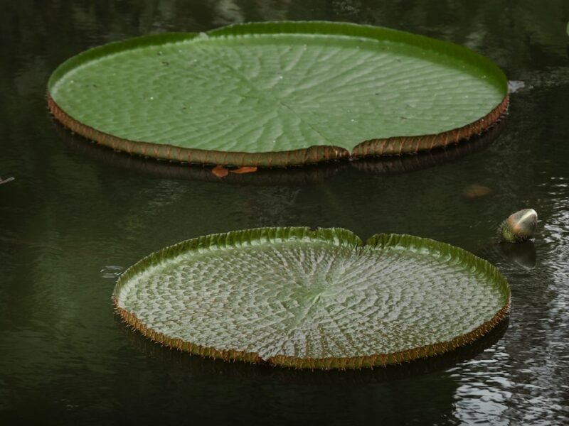 Social Media Snapshot Unveils Massive Waterlily Species
