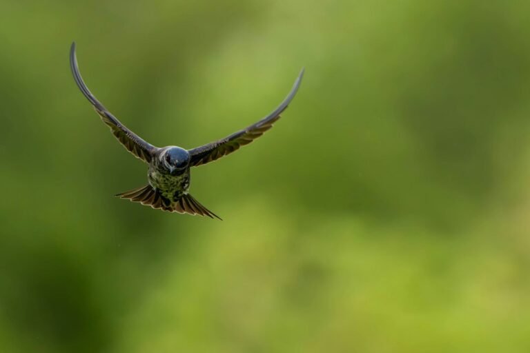 Sony’s Lightweight 600mm f/6.3: Redefining Handheld Wildlife Photography