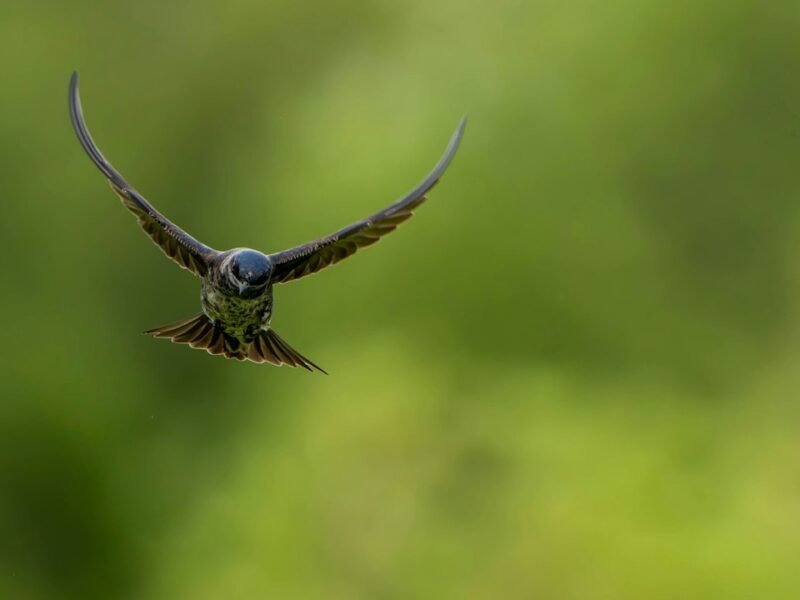 Sony’s Lightweight 600mm f/6.3: Redefining Handheld Wildlife Photography