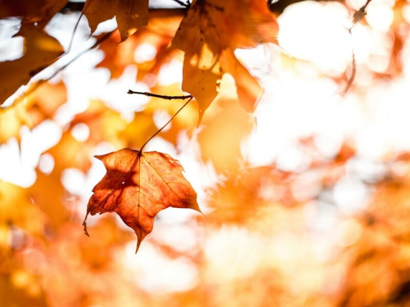 Two Decades of Autumn Photography: Essential Strategies