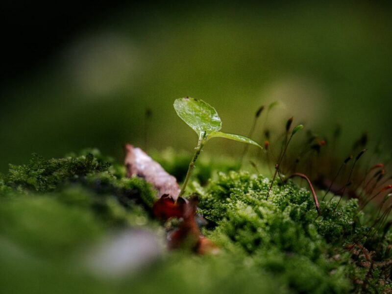 Vintage Pentax Glass Unlocks Macro Magic for Carnivorous Plant Specialist